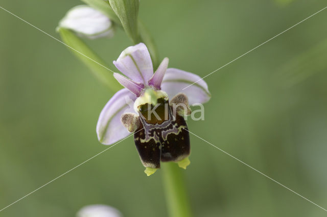 Woodcock orchid (Ophrys scolopax)