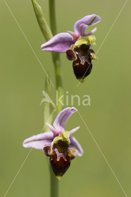 Sniporchis (Ophrys scolopax)