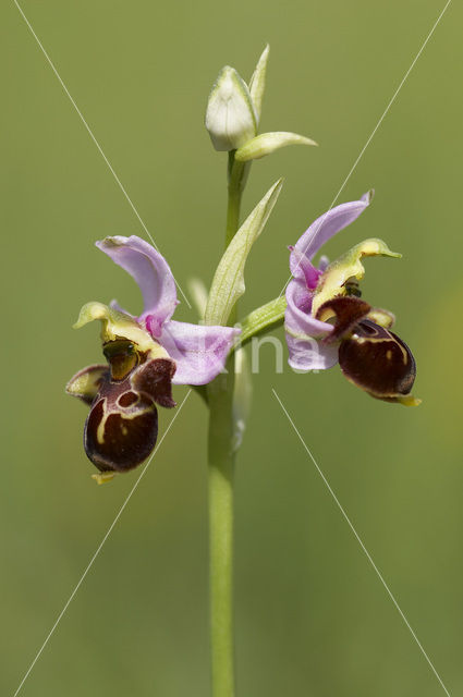 Sniporchis (Ophrys scolopax)