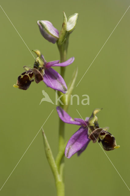 Woodcock orchid (Ophrys scolopax)