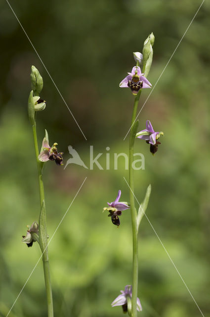 Woodcock orchid (Ophrys scolopax)