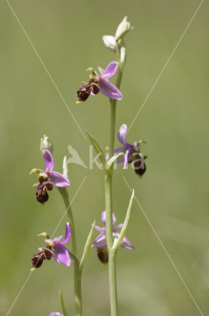 Sniporchis (Ophrys scolopax)