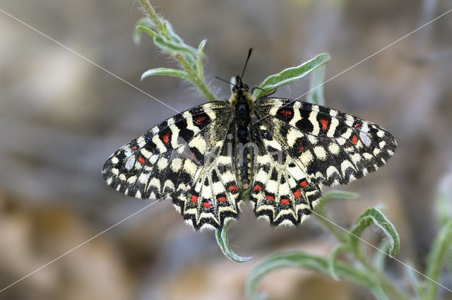 Spaanse Pijpbloemvlinder (Zerynthia rumina)