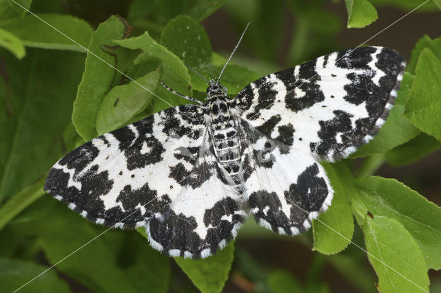 Speerpuntspanner (Rheumaptera hastata)