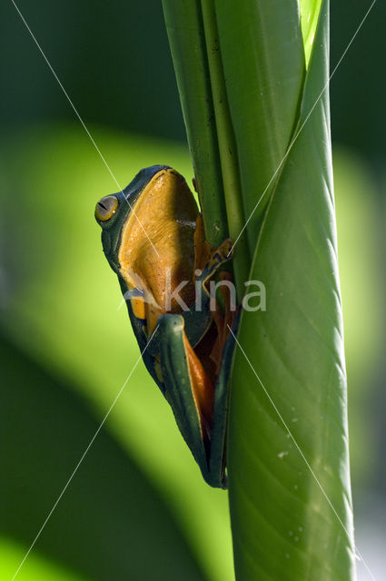 Splendid leaf frog (Agalychnis calcarifer)