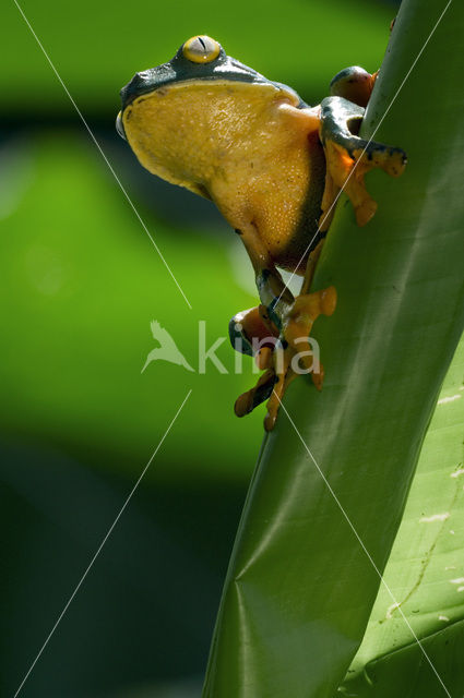 Splendid leaf frog (Agalychnis calcarifer)