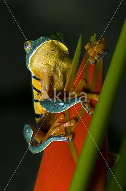 Splendid leaf frog (Agalychnis calcarifer)