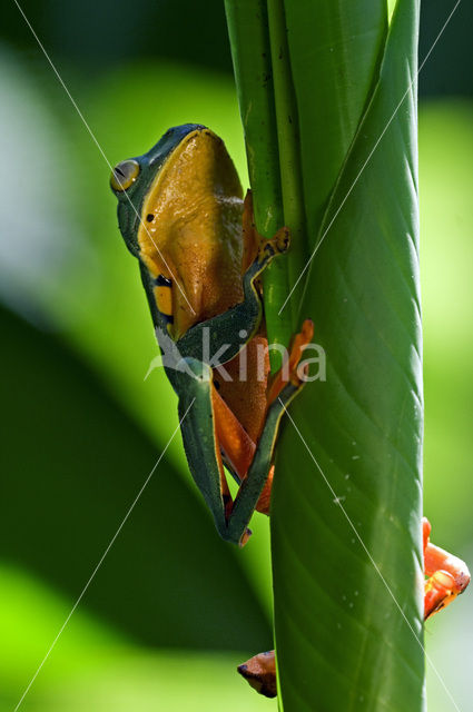 Splendid leaf frog (Agalychnis calcarifer)