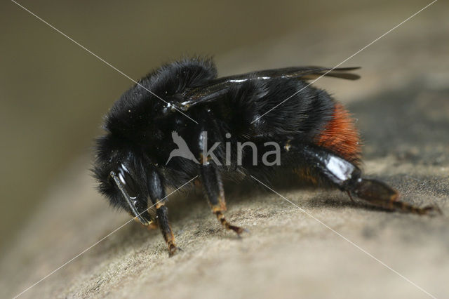 Steenhommel (Bombus lapidarius)