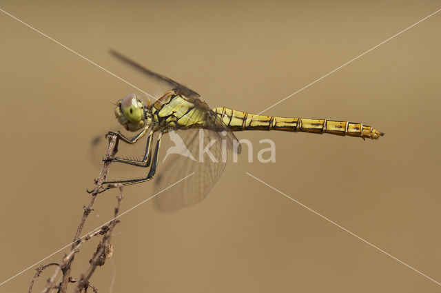 Steenrode heidelibel (Sympetrum vulgatum)