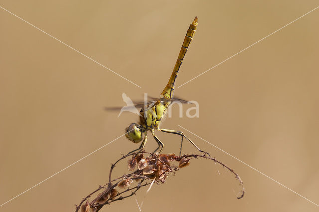 Steenrode heidelibel (Sympetrum vulgatum)