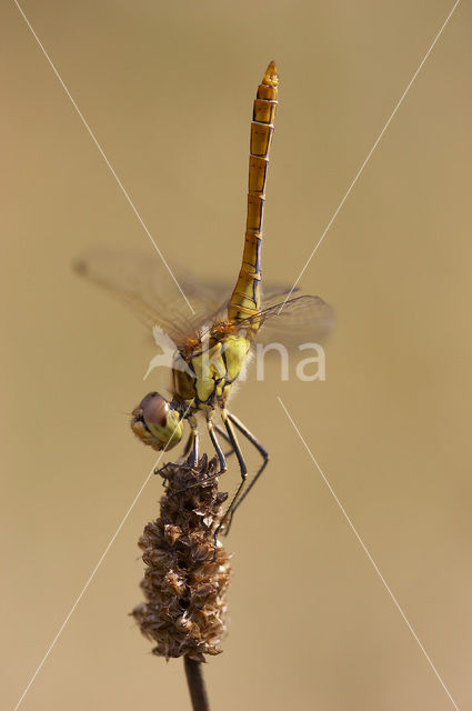 Steenrode heidelibel (Sympetrum vulgatum)