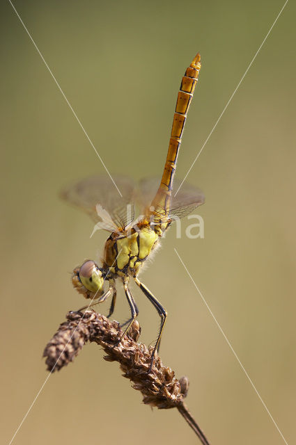 Steenrode heidelibel (Sympetrum vulgatum)