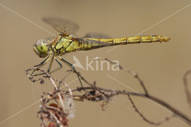 Steenrode heidelibel (Sympetrum vulgatum)