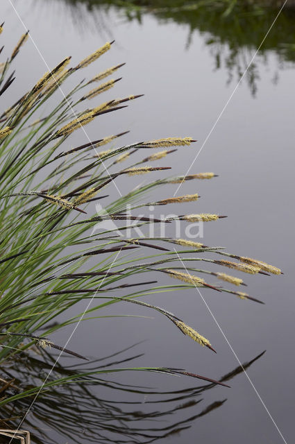 Stijve zegge (Carex elata)