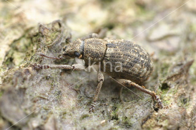 Strophosoma capitatum