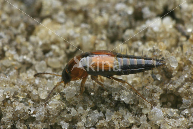 Tachyporus dispar