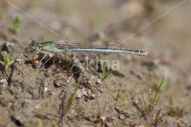 Tengere grasjuffer (Ischnura pumilio)