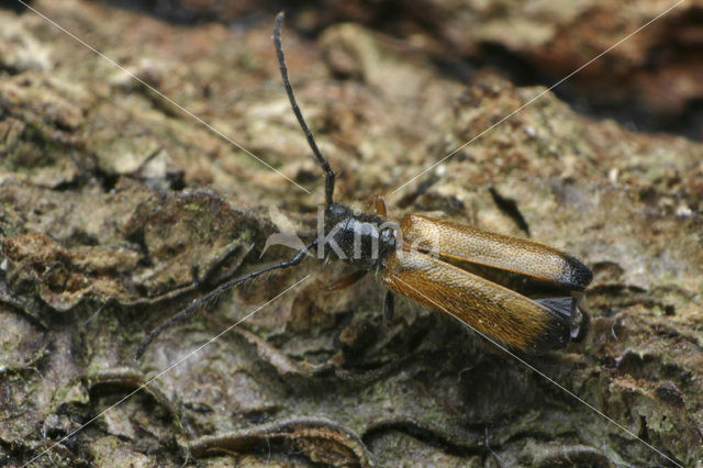 Tetrops praeustus