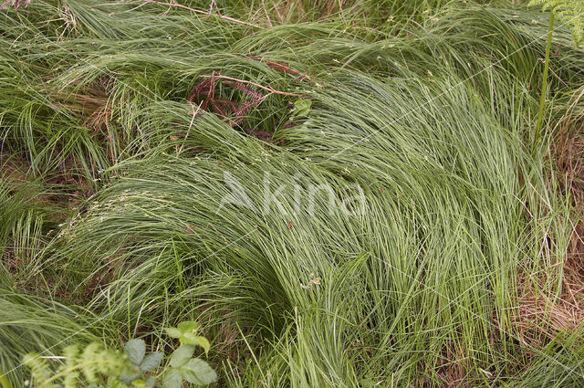 Trilgraszegge (Carex brizoides)