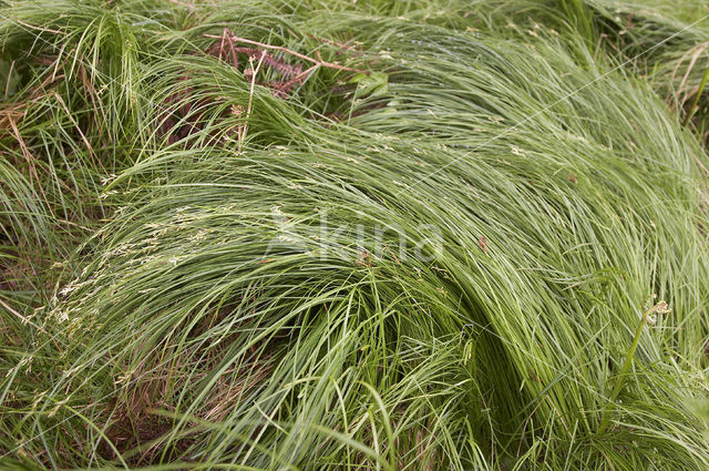 Trilgraszegge (Carex brizoides)