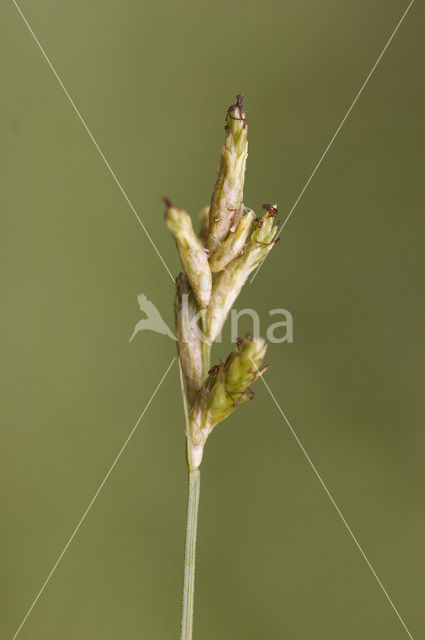 Trilgraszegge (Carex brizoides)