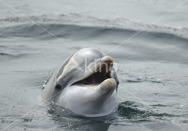 Tuimelaar (Tursiops truncatus)