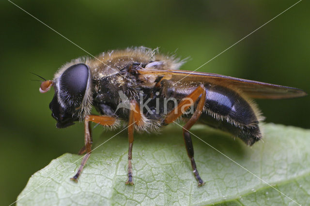 Tweekleurig gitje (Cheilosia albipila)