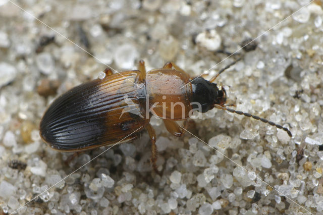 Tweekleurige Glansloper (Stenolophus teutonus)