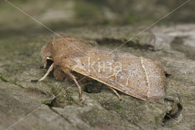 Tweestreepvoorjaarsuil (Orthosia cerasi)