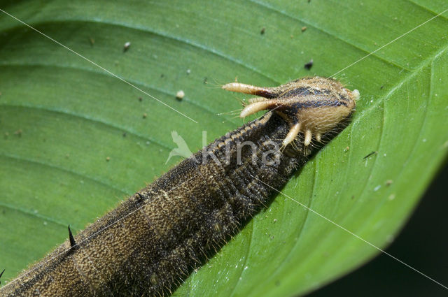 Owl butterfly (Caligo eurilochus)