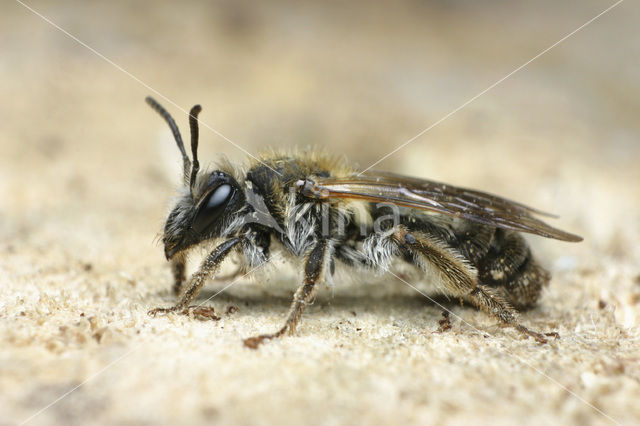 Valse rozenzandbij (Andrena helvola)