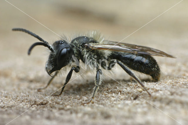 Valse rozenzandbij (Andrena helvola)