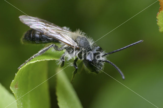 Valse rozenzandbij (Andrena helvola)