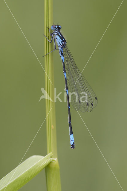 Variabele waterjuffer (Coenagrion pulchellum)