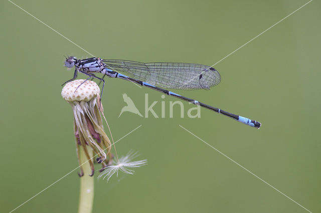 Variabele waterjuffer (Coenagrion pulchellum)