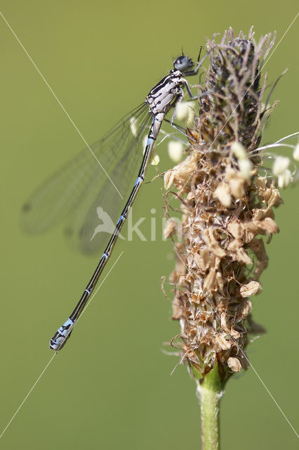 Variabele waterjuffer (Coenagrion pulchellum)