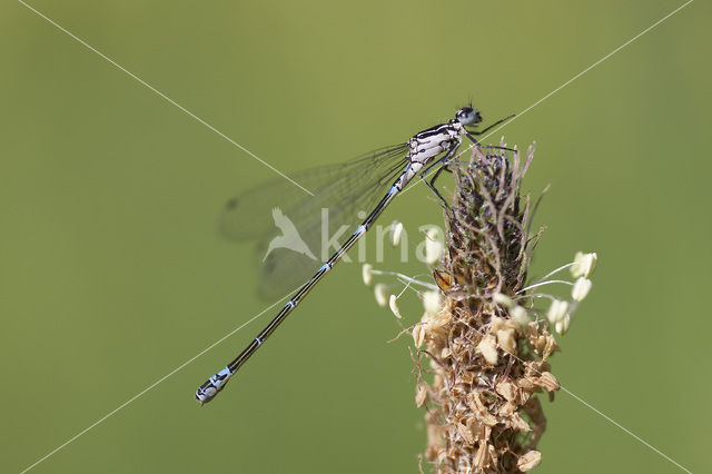 Variabele waterjuffer (Coenagrion pulchellum)