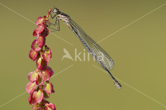 Variabele waterjuffer (Coenagrion pulchellum)