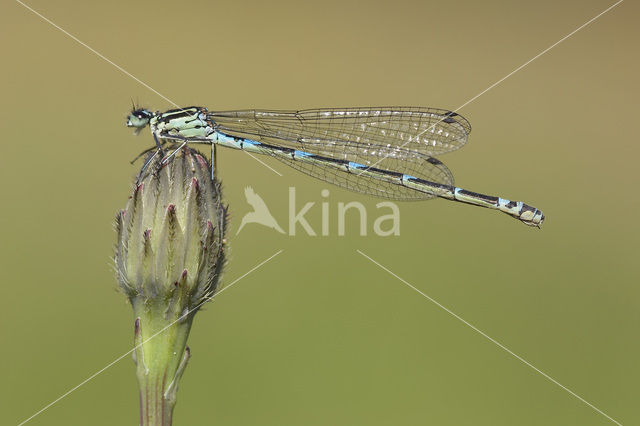 Variabele waterjuffer (Coenagrion pulchellum)