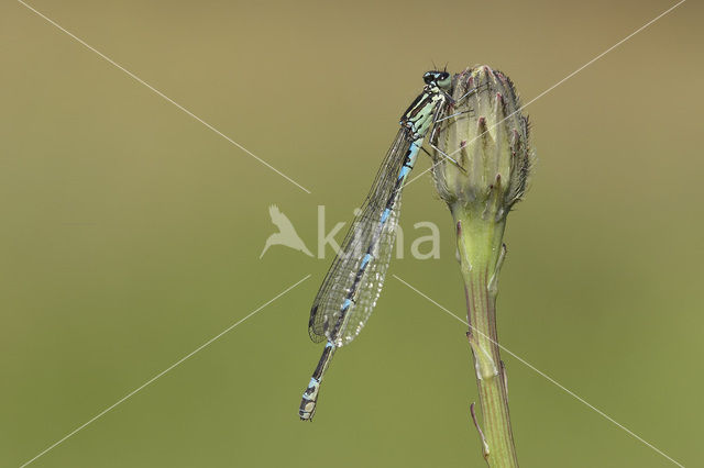 Variabele waterjuffer (Coenagrion pulchellum)