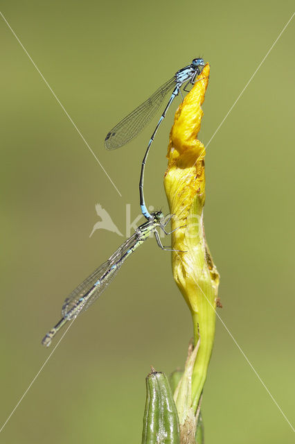 Variabele waterjuffer (Coenagrion pulchellum)