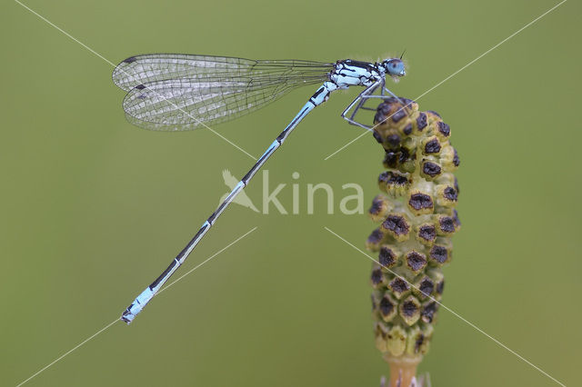 Variabele waterjuffer (Coenagrion pulchellum)