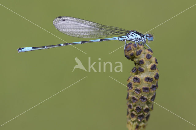 Variabele waterjuffer (Coenagrion pulchellum)