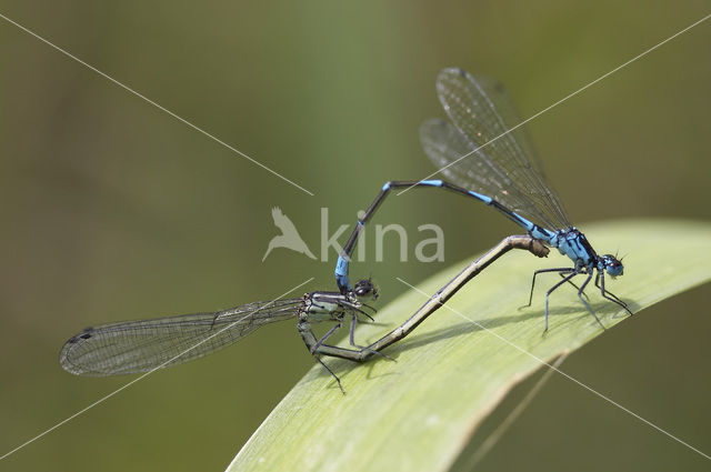 Variabele waterjuffer (Coenagrion pulchellum)