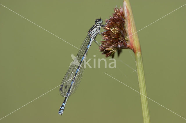 Variabele waterjuffer (Coenagrion pulchellum)