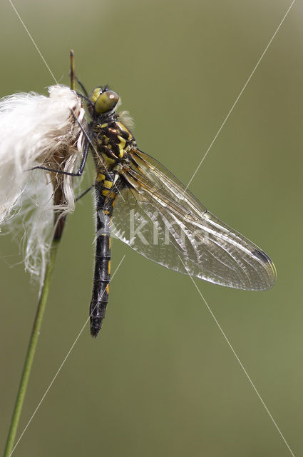 Venwitsnuitlibel (Leucorrhinia dubia)