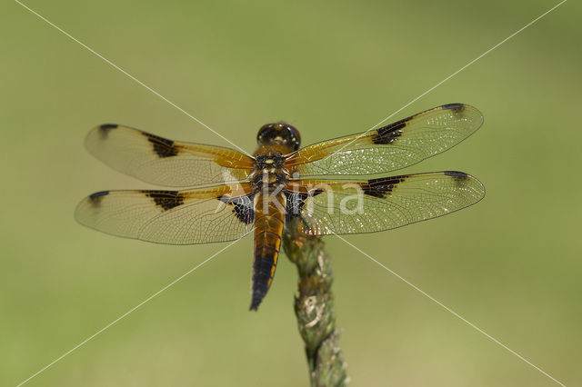 Viervlek (Libellula quadrimaculata)