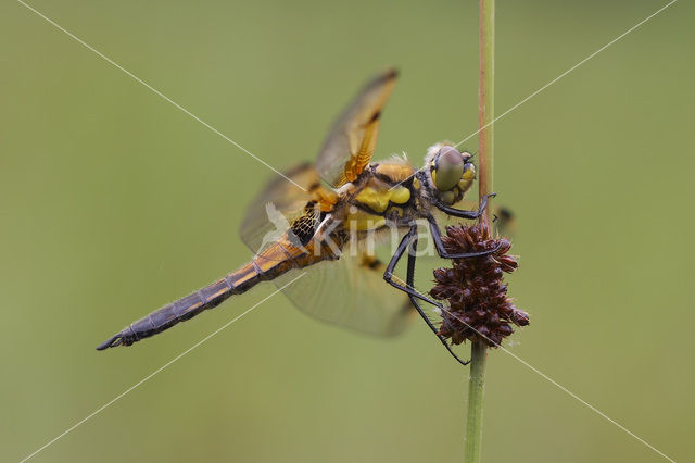 Viervlek (Libellula quadrimaculata)