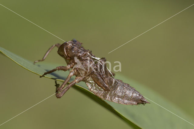 Viervlek (Libellula quadrimaculata)